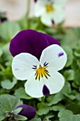 VIOLA ROCKY WHITE WITH PURPLE WING