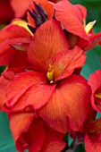 CANNA TROPICAL RED