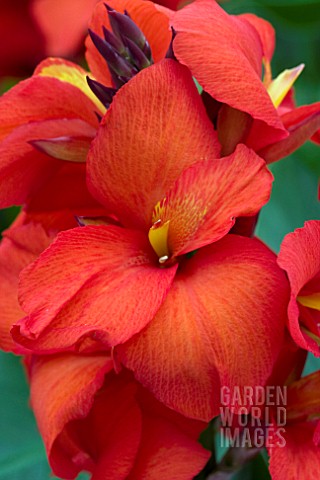 CANNA_TROPICAL_RED