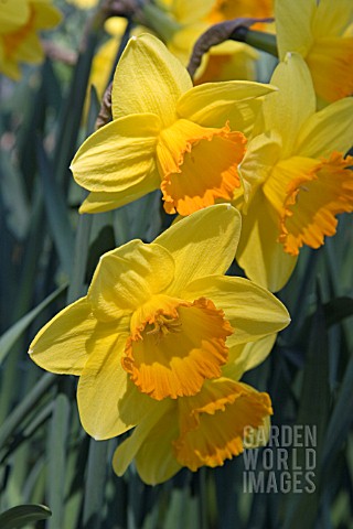 NARCISSUS_FLOWER_SONG