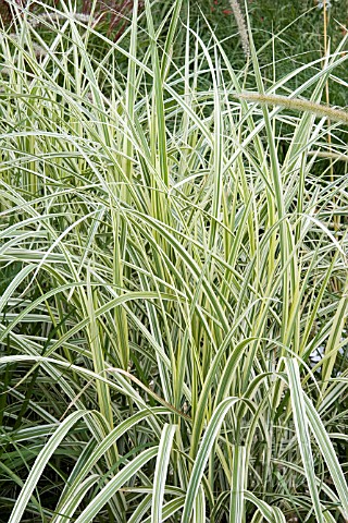 MISCANTHUS_DIXIELAND_VARIEGATED