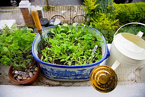 ORGANIC_VEGETABLES_AND_HERBS_GROWING_ON_WINDOW_SILL