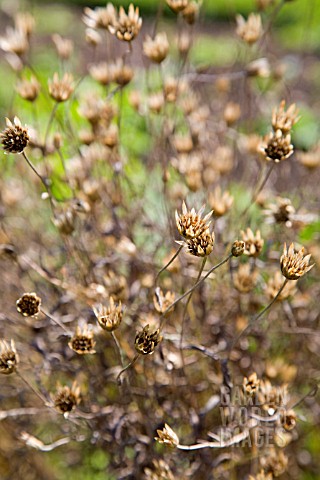 XERANTHEMUM_CYLINDRACEUM_SEED_HEADS_IN_EARLY_AUTUMN