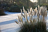 CORTADERIA SELLOANA GROWING ON BANK OF FROZEN LAKE, WAKEHURST PLACE WEST SUSSEX