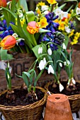 GALANTHUS ELWESII RGM, IN SMALL WICKER BASKETS, BLUE HYACINTHS, TULIPA ALEPPO AND NARCISSUS PAPERWHITE AND MINIATURE GRAND SOLEIL DOR