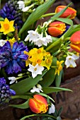 NARCISSUS GRAND SOLEIL DOR AND PAPERWHITE, TULIPA ALEPPO AND BLUE HYACINTHS