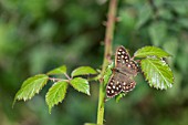 SPECKLED WOOD BUTTERFLY, PARARGE AEGERIA