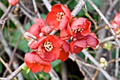 CHAENOMELES X SUPERBA CRIMSON AND GOLD,  FLOWERING QUINCE