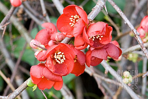 CHAENOMELES_X_SUPERBA_CRIMSON_AND_GOLD__FLOWERING_QUINCE