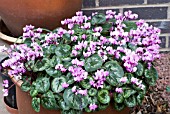CYCLAMEN COUM,  IN CONTAINER