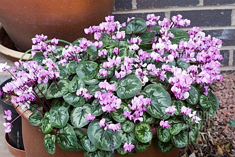 CYCLAMEN_COUM__IN_CONTAINER
