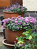 CYCLAMEN COUM,  IN CONTAINERS