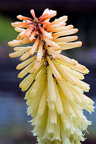 KNIPHOFIA_TAWNY_KING__RED_HOT_POKER__TORCH_LILY