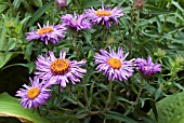 ASTER NOVAE ANGLIAE MRS S T WRIGHT,  NEW ENGLAND ASTER