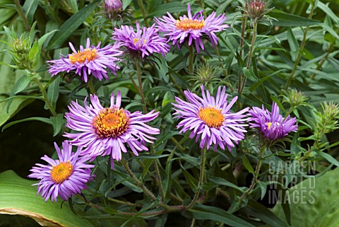 ASTER_NOVAE_ANGLIAE_MRS_S_T_WRIGHT__NEW_ENGLAND_ASTER