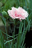 DIANTHUS CANDY FLOSS, CARNATION, PINK