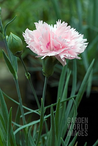DIANTHUS_CANDY_FLOSS_CARNATION_PINK