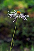 ASTER DIPLOSTEPHIOIDES, CREEPING ASTER