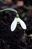 GALANTHUS COWHOUSE GREEN