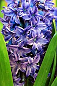 HYACINTHUS KING OF THE BLUES