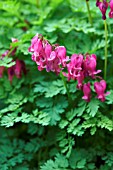DICENTRA KING OF HEARTS