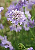 SCABIOSA COLUMBARIA BUTTERFLY BLUE