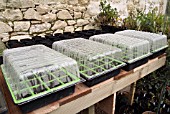 COVERED PROPAGATORS ON GREENHOUSE BENCH