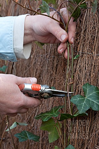 PLANTING_HEDERA_HEDGE_TRIMMING_TOPS
