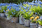 ENAMEL BUCKETS WITH MUSCARI AND VIOLA