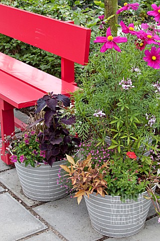 CONTAINERS_WITH_ANNUALS__PETUNIA_IPOMOEA_COSMOS