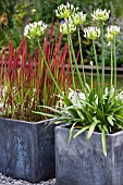 CONTAINERS WITH IMPERATA CYLINDRICA RED BARON AND AGAPANTHUS AFRICANUS ALBUS