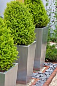 PICEA IN MODERN CONTAINERS