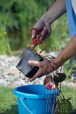 TIDYING_AND_PREPARING_NYMPHAEA_FOR_POND_PLANTING