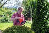 TRIMMING CONIFERS WITH CORDLESS HEDGE TRIMMER