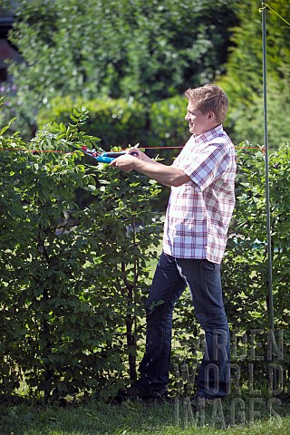 PERSON_CUTTING_PRUNING_HEDGES