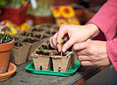 RE-POTTING YOUNG RADISH SEEDLINGS IN GREENHOUSE