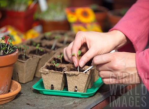 REPOTTING_YOUNG_RADISH_SEEDLINGS_IN_GREENHOUSE