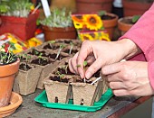 RE-POTTING YOUNG SEEDLINGS IN GREENHOUSE