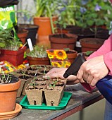 RE-POTTING YOUNG SEEDLINGS IN GREENHOUSE - WATERING