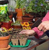 RE-POTTING YOUNG SEEDLINGS IN GREENHOUSE - WATERING
