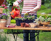 WATERING PLANTS - CONTAINER PLANTING