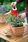 WATERING VERBENA - CONTAINER PLANTING