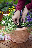 ADDING SLOW RELEASE PLANT FOOD - CONTAINER PLANTING