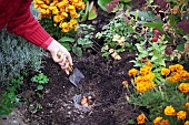 PLANTING TULIP BULBS - COVERING WITH SOIL