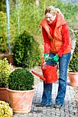 WATERING CLIPPED BUXUS IN CONTAINER