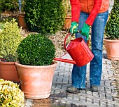 WATERING CLIPPED BUXUS IN CONTAINER