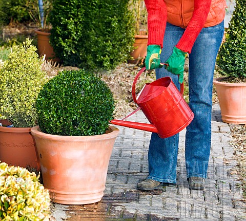 WATERING_CLIPPED_BUXUS_IN_CONTAINER