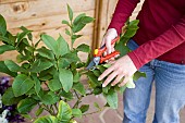 PRUNING A CITRUS
