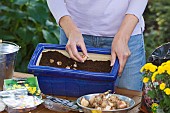 PLANTING SPRING CONTAINER IN THE AUTUMN,ADDING BULBS