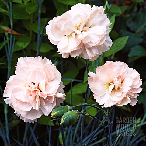 DIANTHUS_WIDECOMBE_FAIR_AGM_SCENTED_PINK